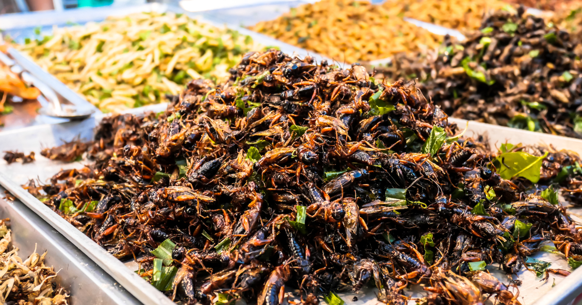 Celebrities who Eat Insects