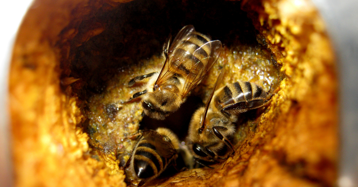 Odlings Bee Posts Carpenter Bees Boring Holes