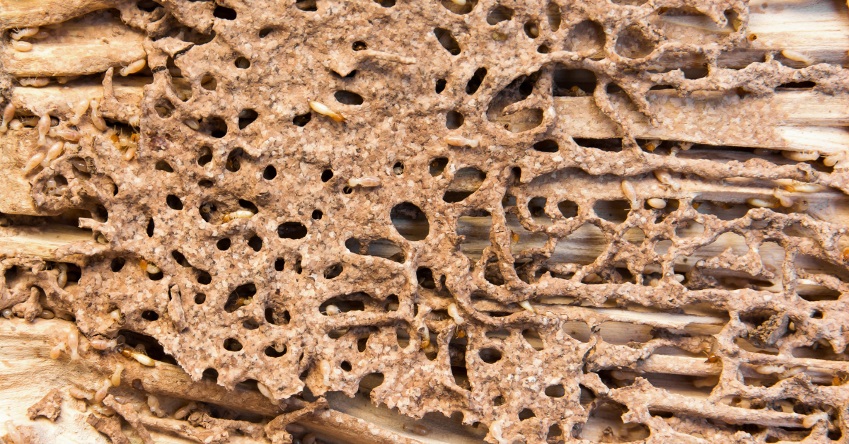 Wood Destroying Insect Report