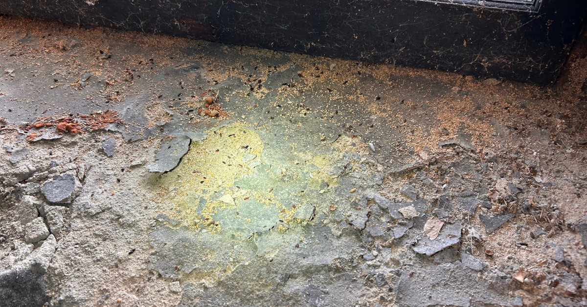 Red Ribbed Droppings Identify Droppings