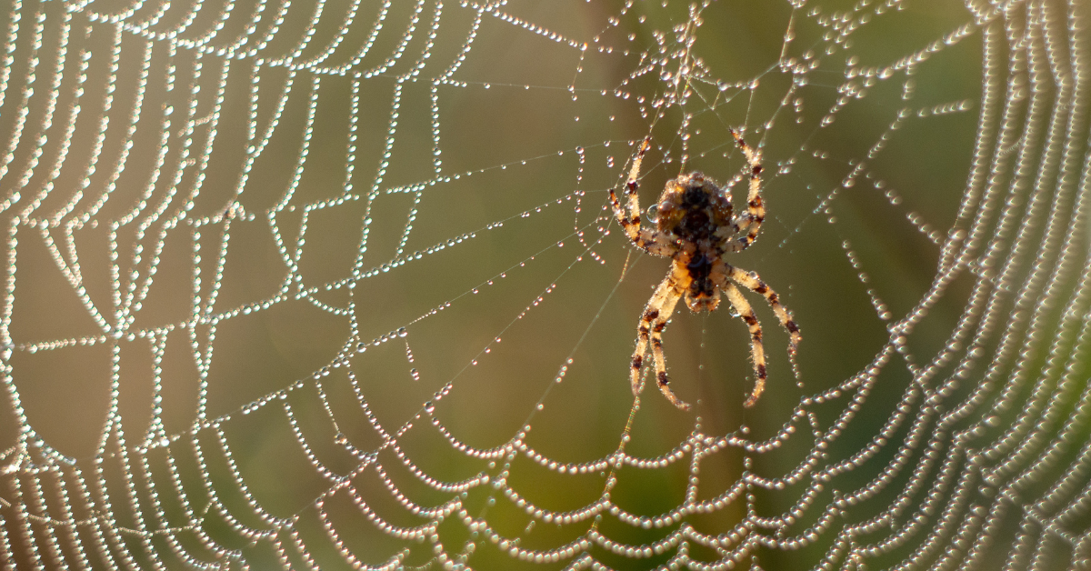 Why You’re Seeing More Spiders in Your Home in the Fall