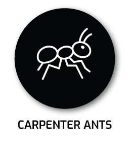 CARPENTERANTS