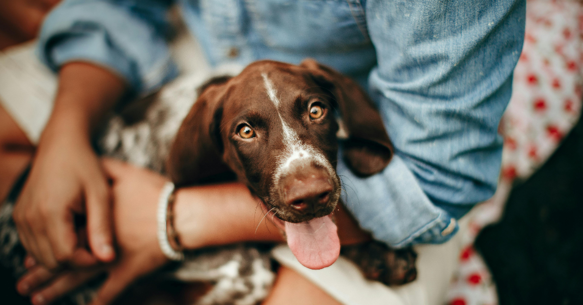 How Safe Are Pest Treatments for Kids & Pets?