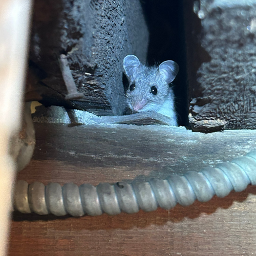 Mouse in attic