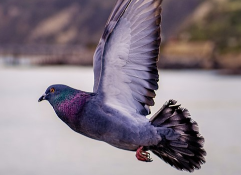 Pigeon Pigeon