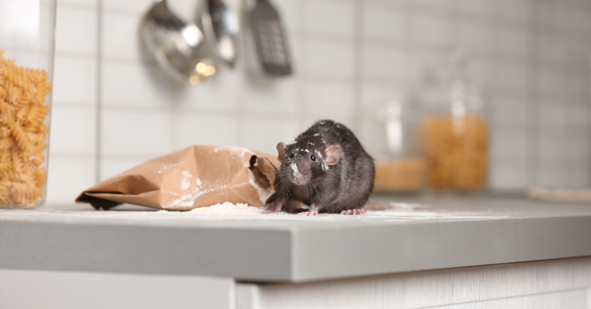 Hantavirus and Rodents: What Homeowners in the Capital District and Hudson Valley Need to know