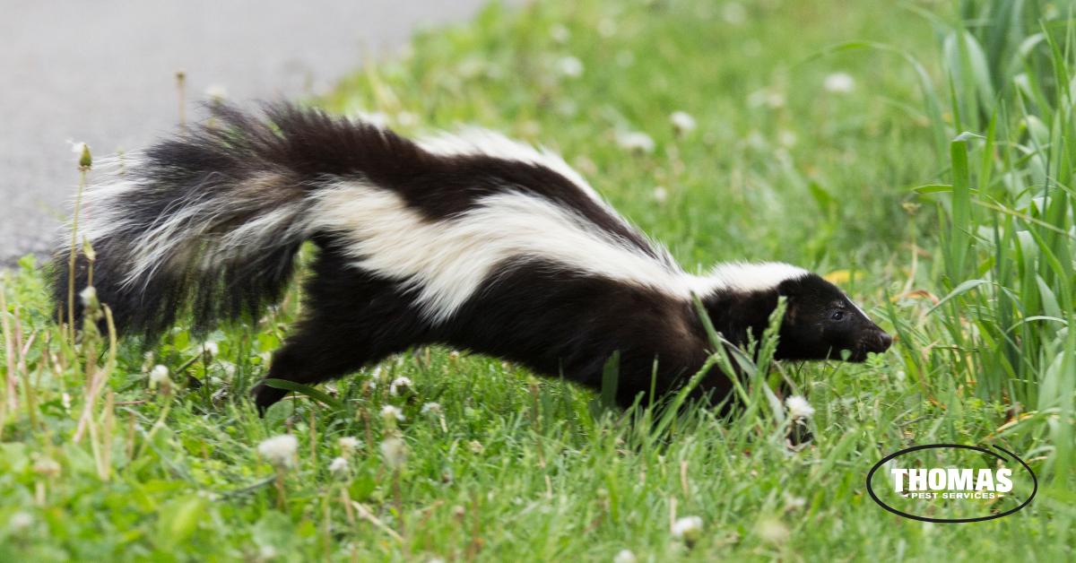 Why Are Skunks Active in February in New York?