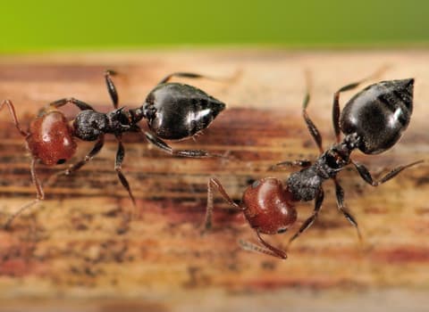 acrobat-ants (1)