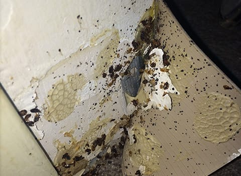 albany-how-to-get-rid-of-bed-bug albany-how-to-get-rid-of-bed-bug