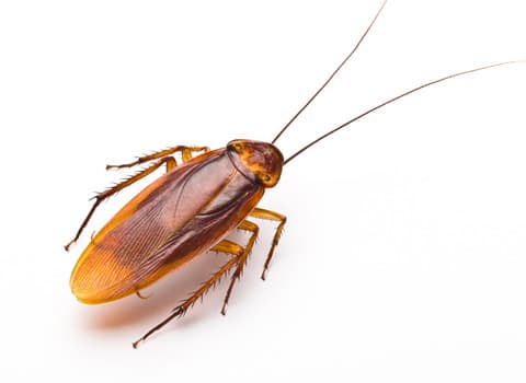 american-cockroach