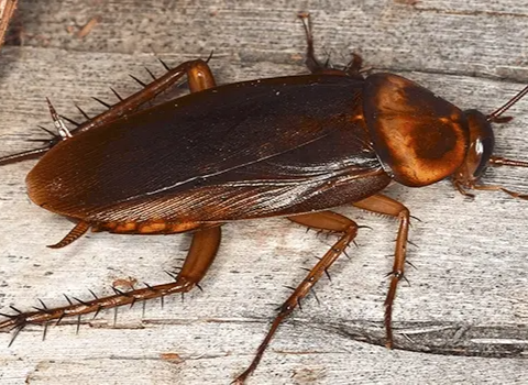 american-cockroach american-cockroach