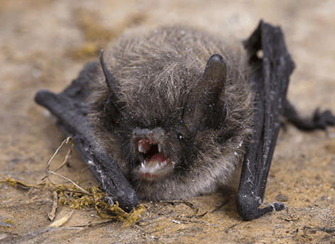 bats-in-albany-new-york