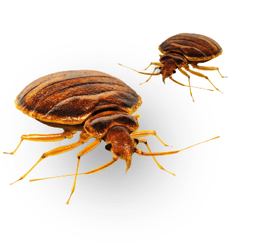 bed-bugs-albany-ny-1