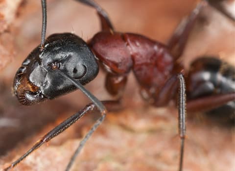 carpenter-ant (1)