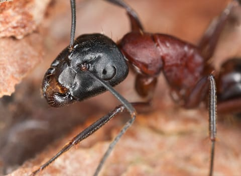 carpenter-ant-control-albany-ny carpenter-ant-control-albany-ny