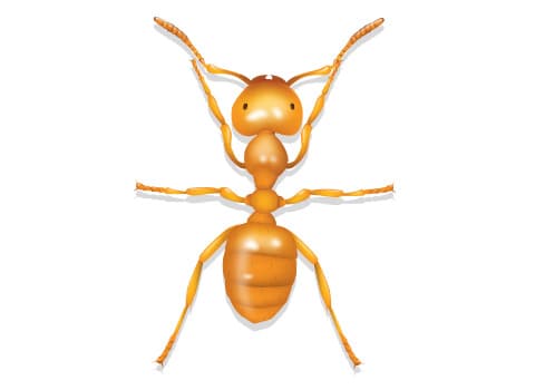 citronella-ant