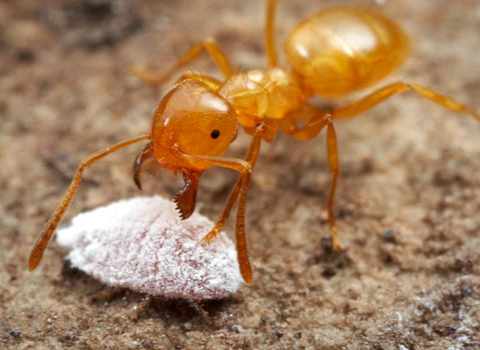 citronella-ant citronella-ant