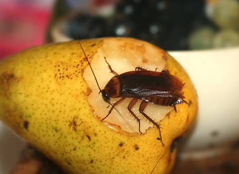 cockroach-on-fruit