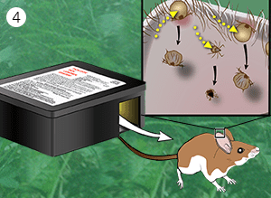 fipronil-on-mouse-kills-ticks