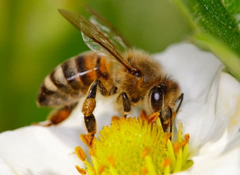 honey-bee-1