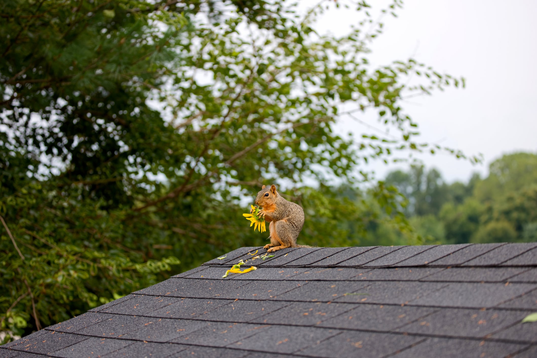 Winter Pest Prevention Map for Upstate NY Homes