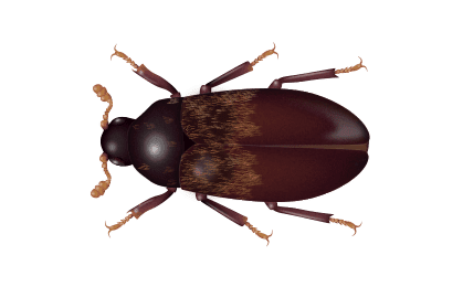 larder-beetle