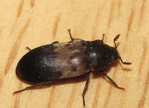 larder-beetles larder-beetles