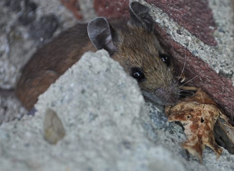 mouse-near-edinburg-home mouse-near-edinburg-home