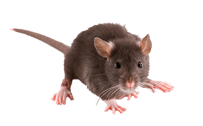 norway-rat