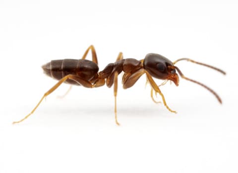 odorous-house-ant