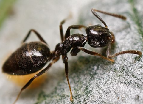odorous-house-ant odorous-house-ant