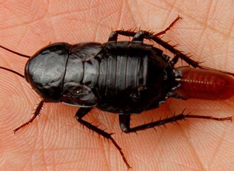 oriental-cockroach oriental-cockroach