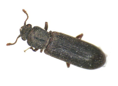 powderpost-beetle
