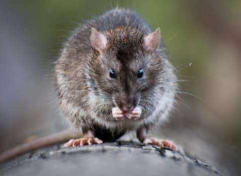 roof-rat-1-1 roof-rat-1-1